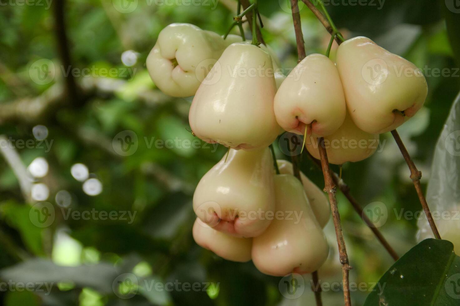 Deli green honey guava or jambu madu Deli Hijau which has a sweet and fresh taste photo