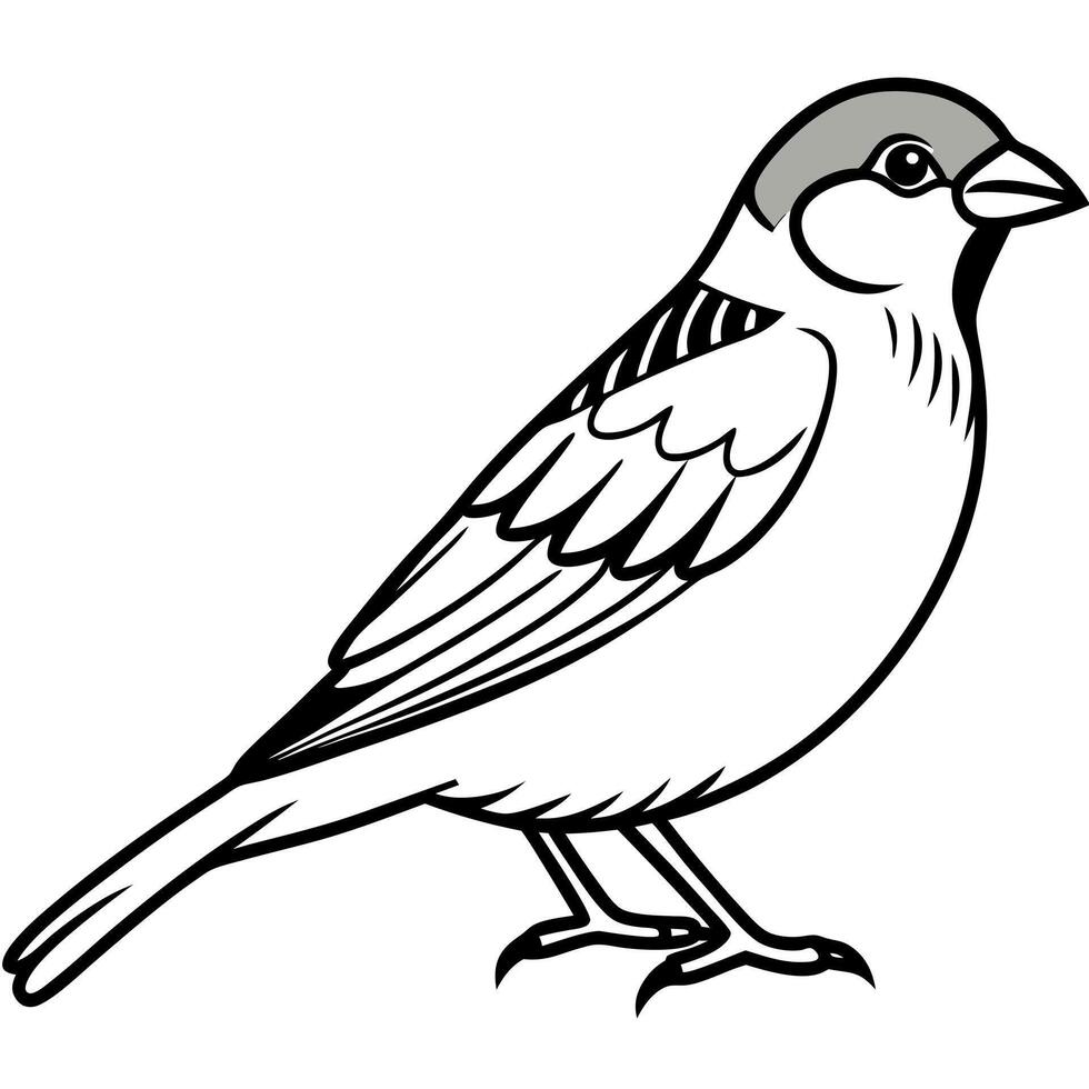 English Sparrow bird flies icon vector