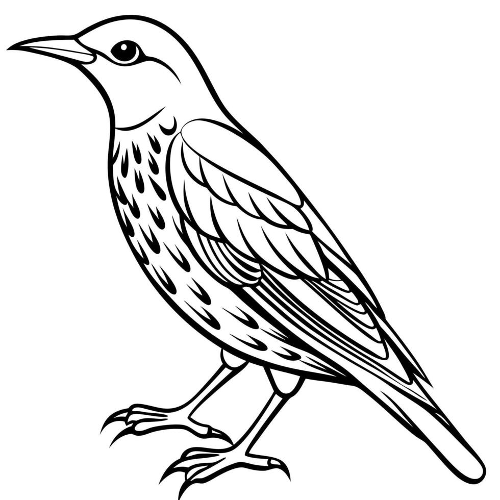 European Starling bird sits icon vector