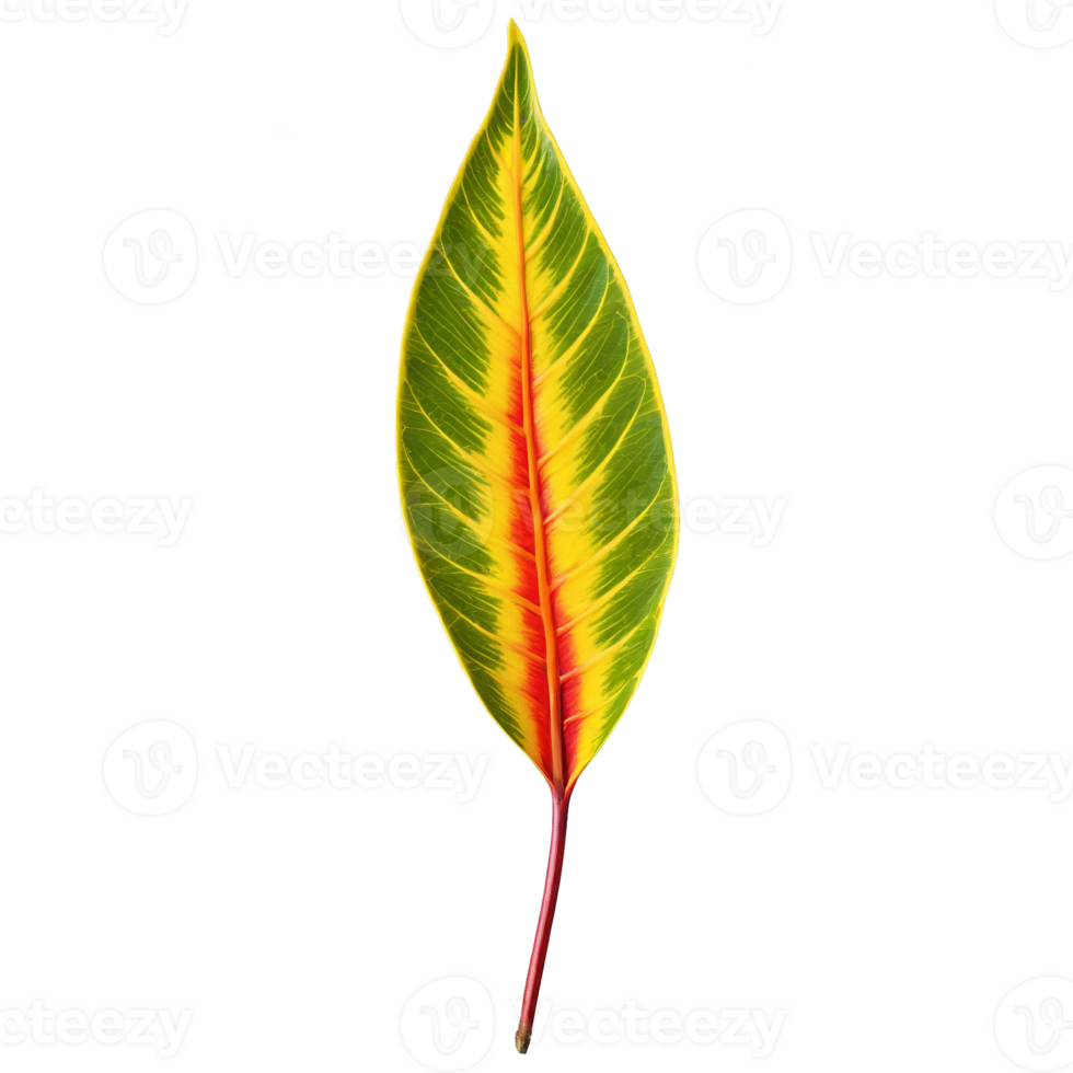Croton leaf elongated oval leaf with multicolored variegation in shades of green yellow and red png