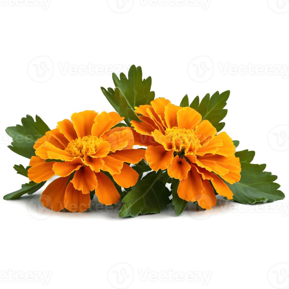 Orange marigold layered petals with ruffled edges dark green center Tagetes erecta png