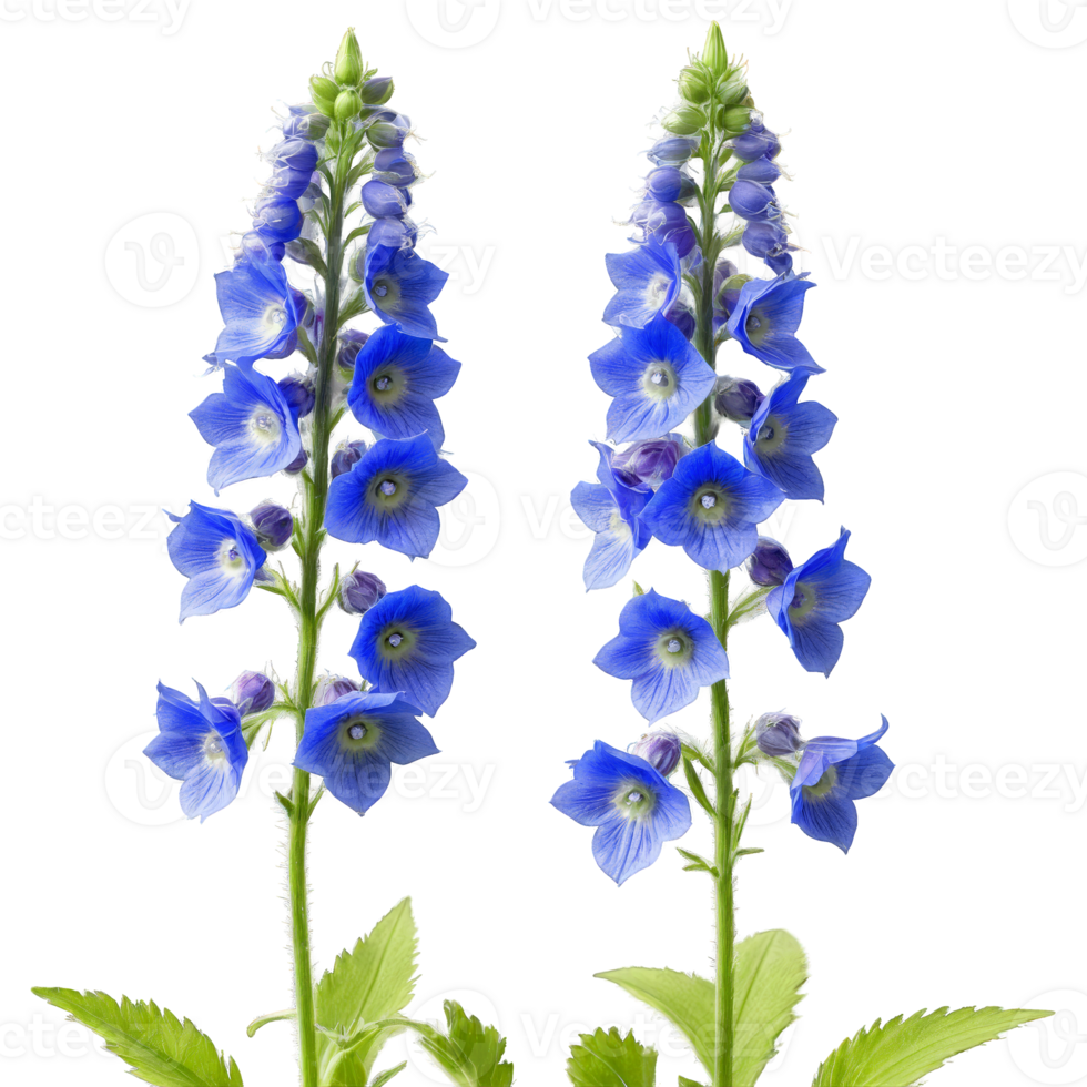 Purple delphinium tall spikes of small flowers with spurred petals Delphinium elatum png