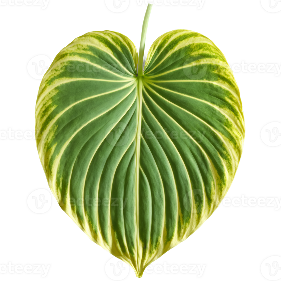 Hosta leaf large oval leaf with green and white variegation and wavy edges Hosta sieboldiana png