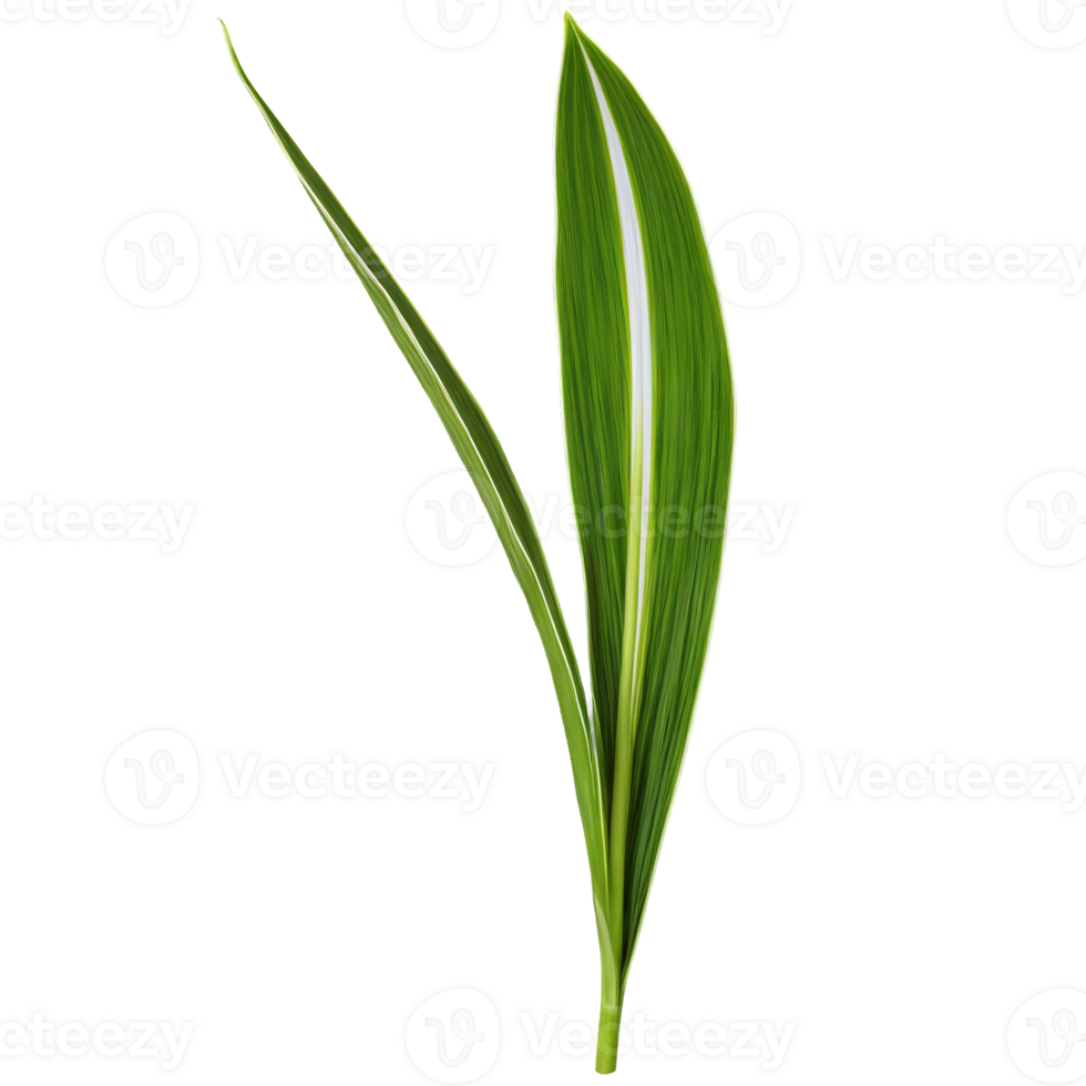Aspidistra leaf long lance shaped leaf with glossy green surface and white stripes Aspidistra elatior png