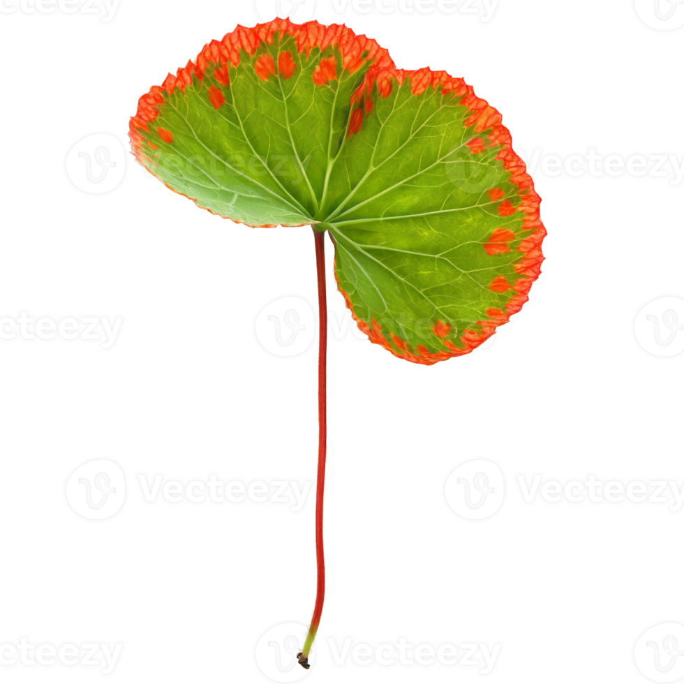 Begonia leaf asymmetrical leaf with green and silver spots and red undersides Begonia rex png