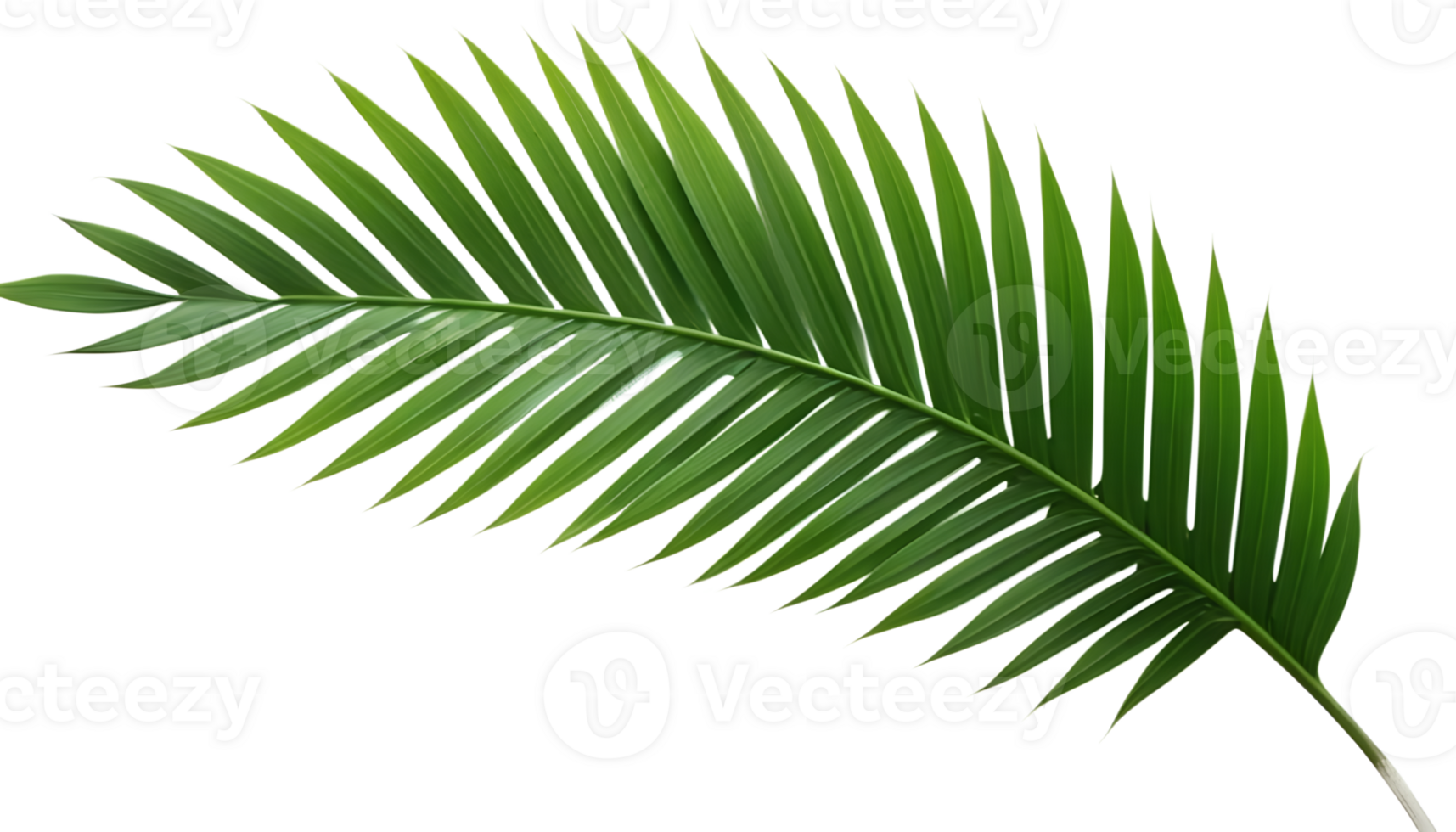 Single green palm leaf, isolated on black background. Tropical foliage for design and decoration. png