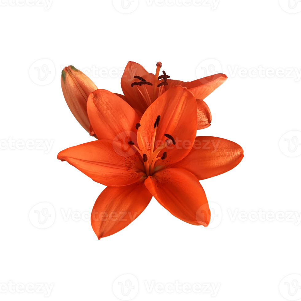 Lily bright orange flower head isolated cutout object side view, houseplant in pot floral bouquet, clipping path soft focus png