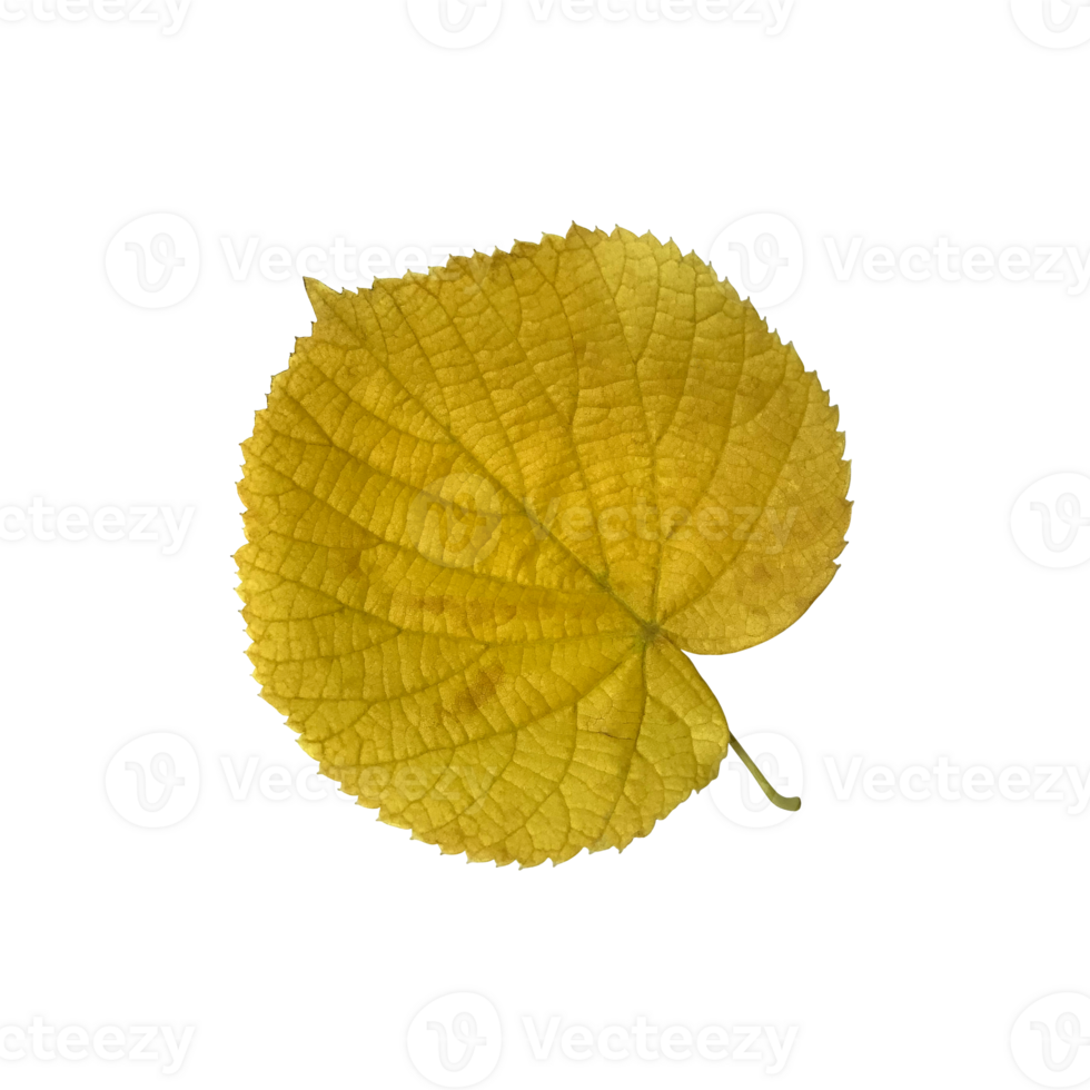 Bright green linden leaf, cutout object, isolated element for decor, design ideas, seasonal fall colorful mood, soft focus and clipping path png