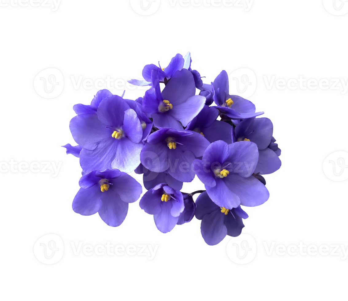 Violet viola flower, home plant isolated object, clipping path selective focus, decorative element for design, home decor concept png