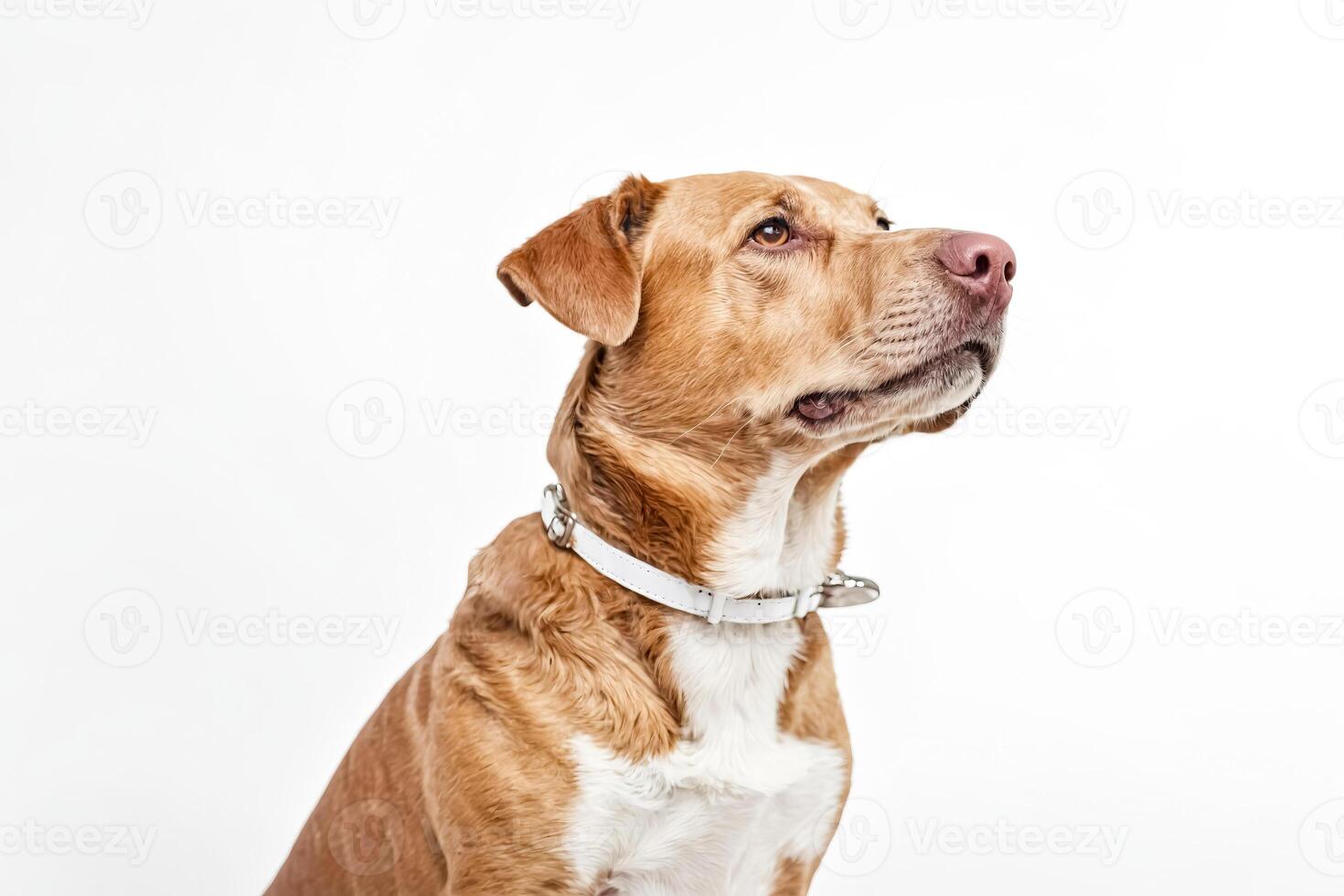 Curious Dog Looking Up photo