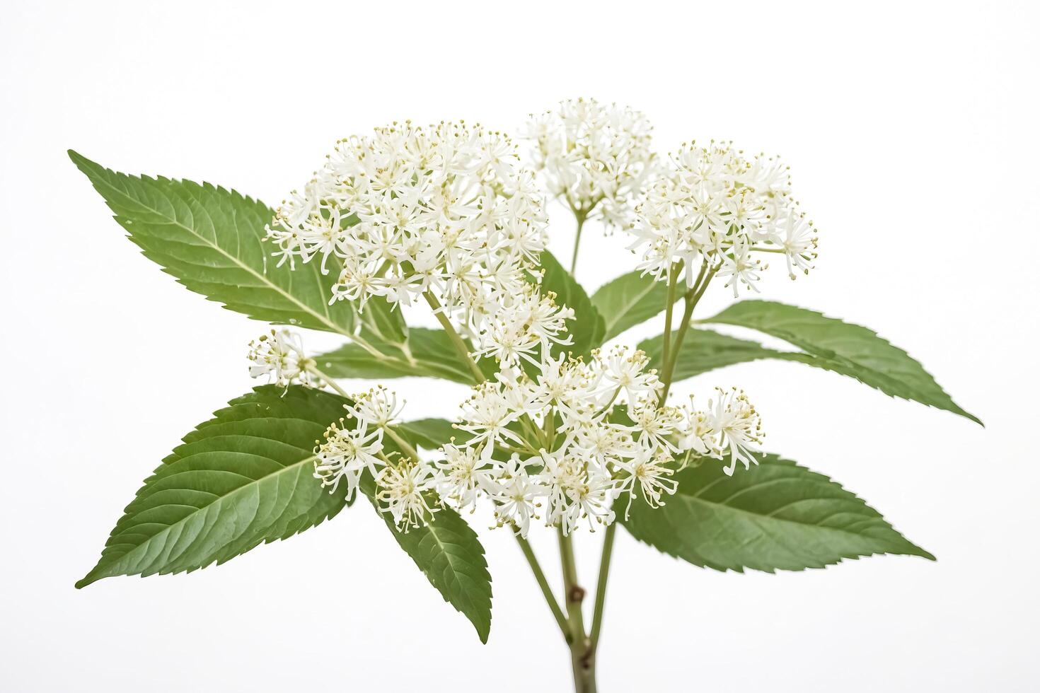 White Flowers with Green Leaves on a White Background photo