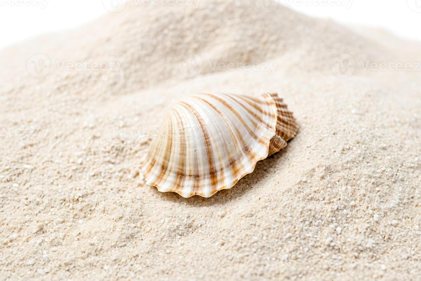 Seashell on White Sand photo