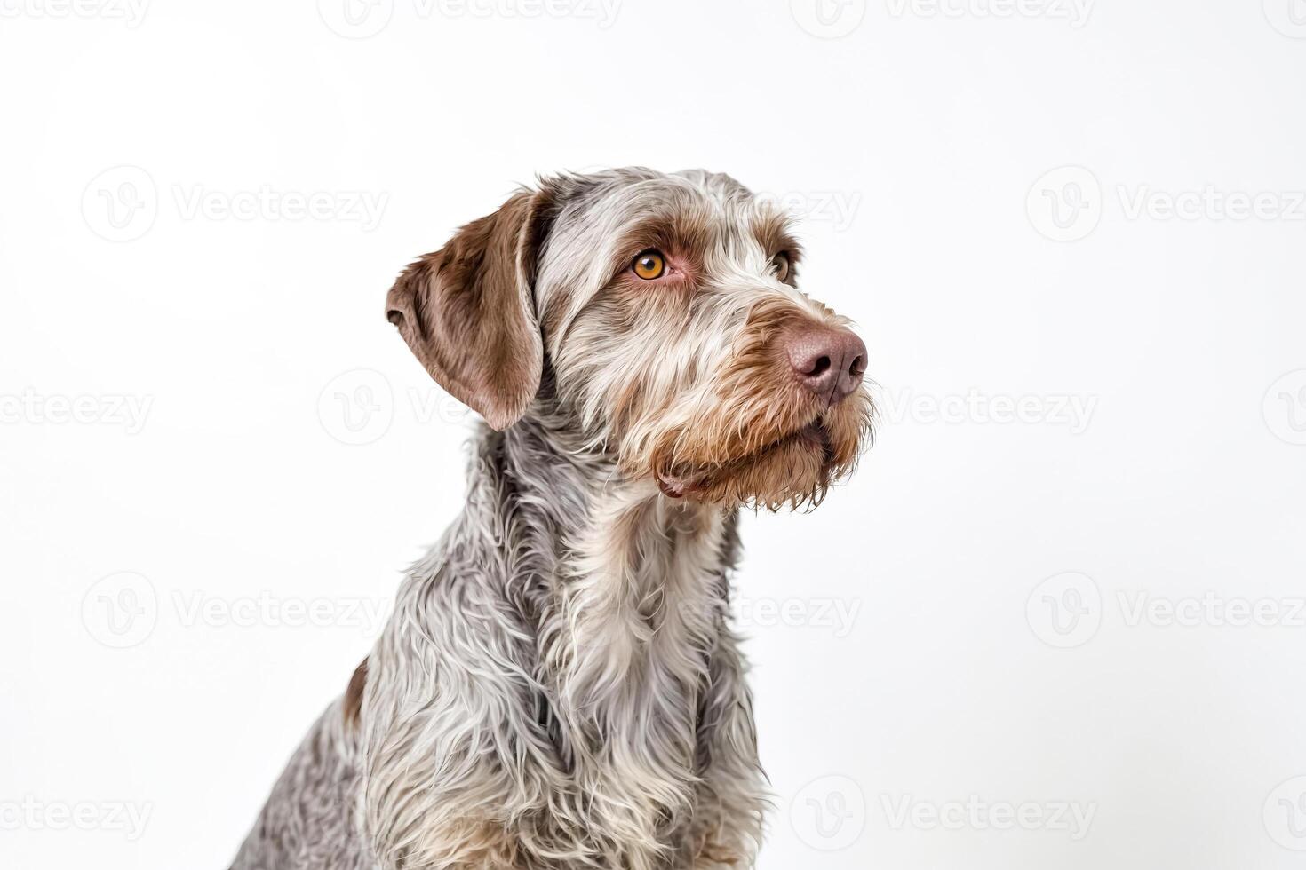 Portrait of a Wirehaired Pointing Griffon Dog Looking to the Right photo