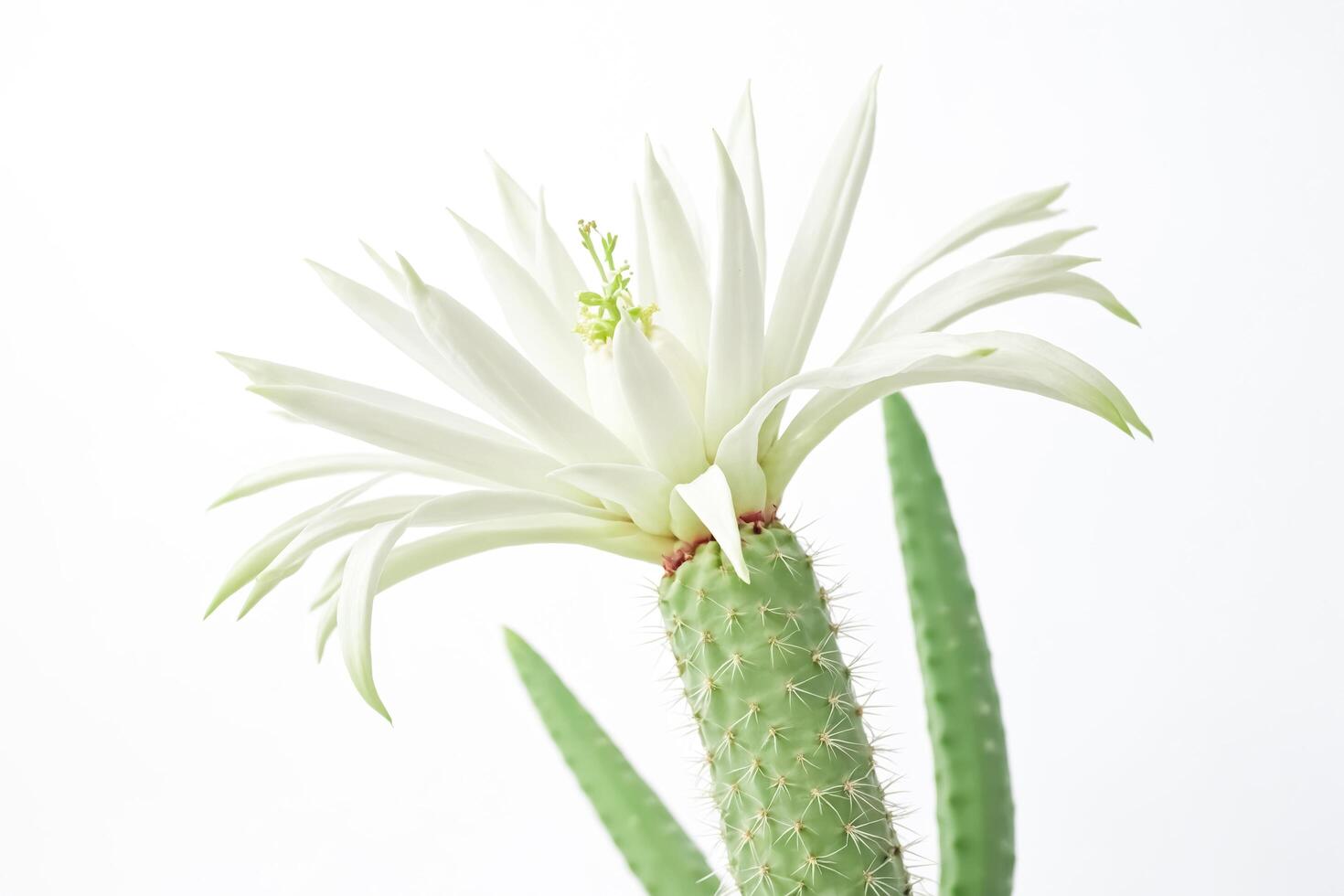 White cactus flower blooming on white background photo