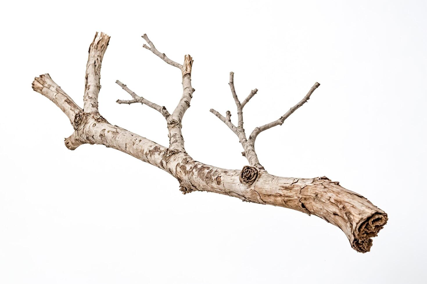 Dry Tree Branch Isolated on White Background photo