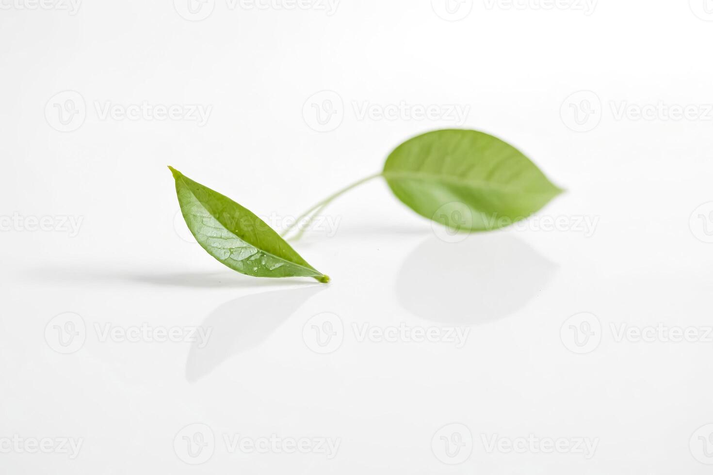 Green leaves on a white background photo