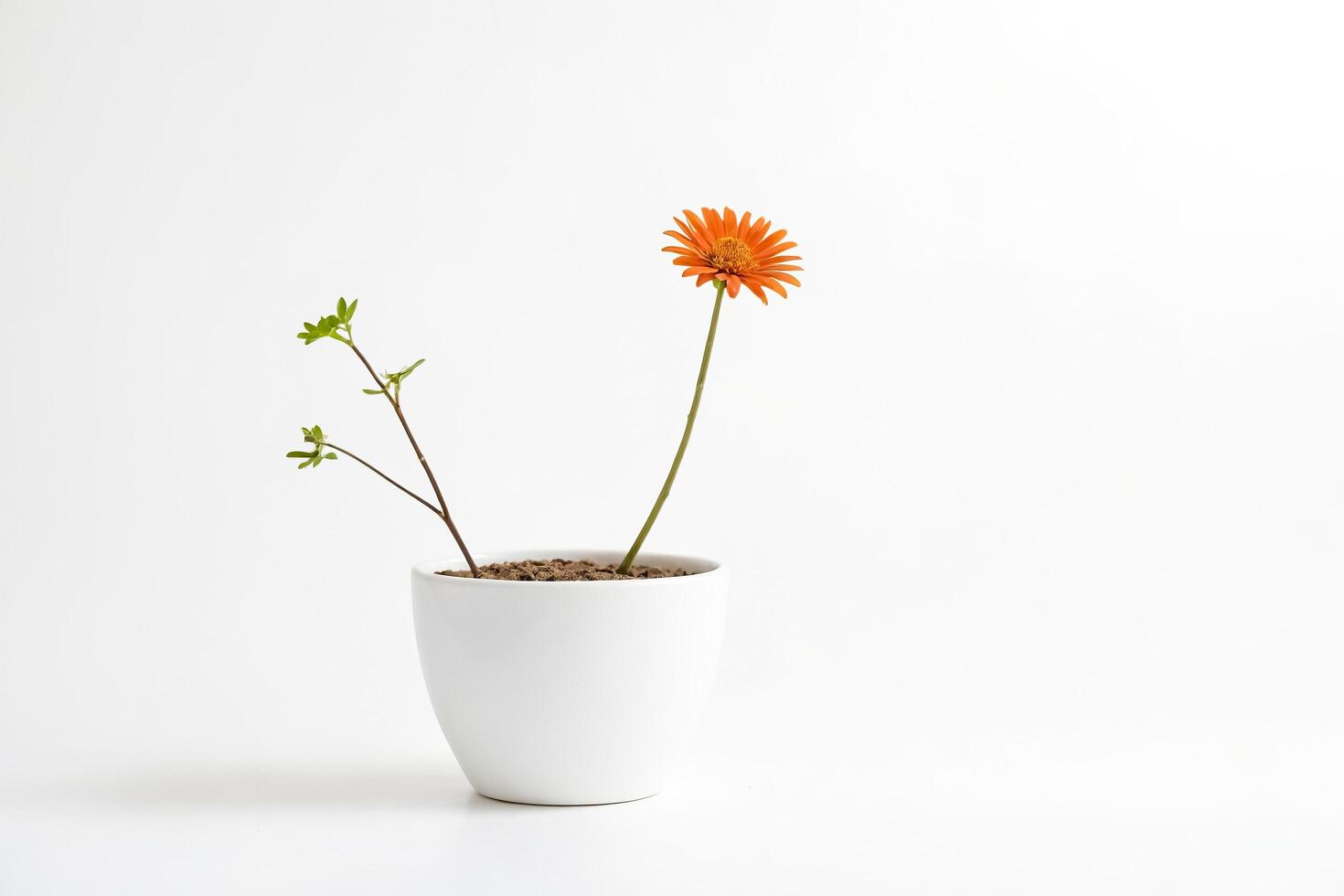 Single Orange Flower in White Pot on White Background photo