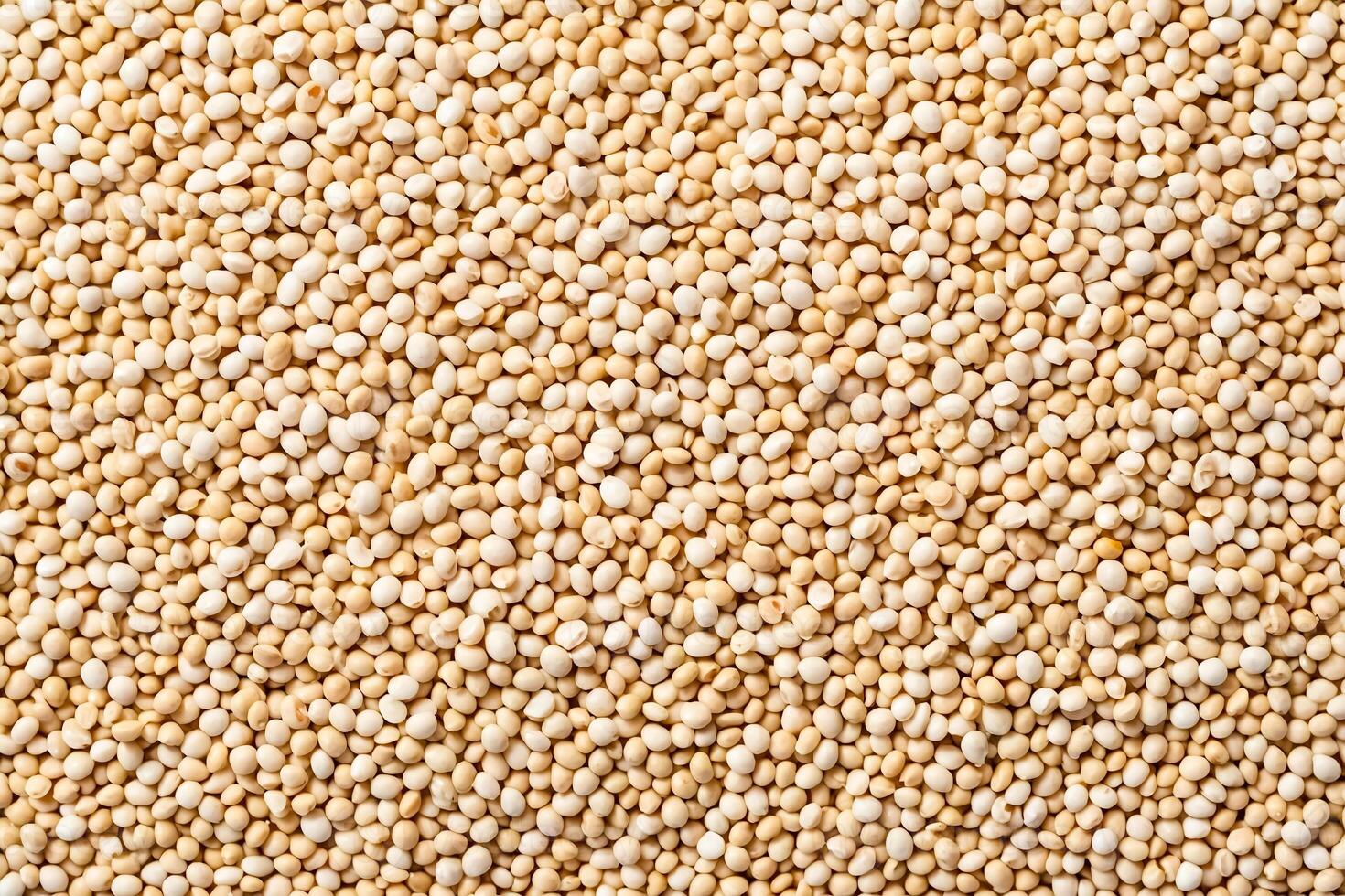 Uncooked Quinoa Seeds photo