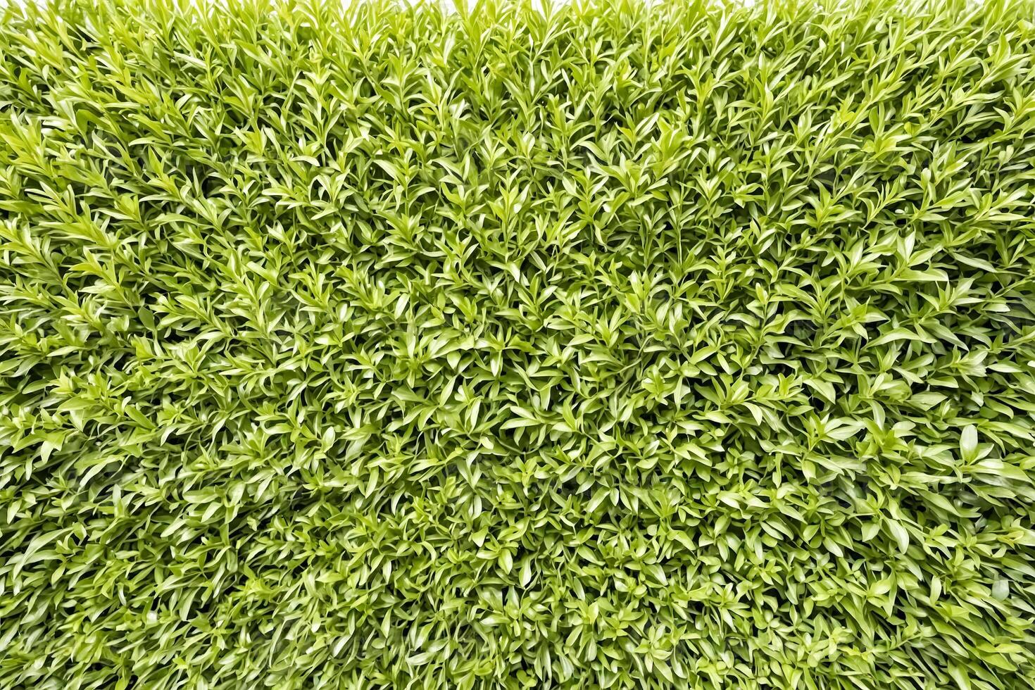 Green Leaf Texture photo