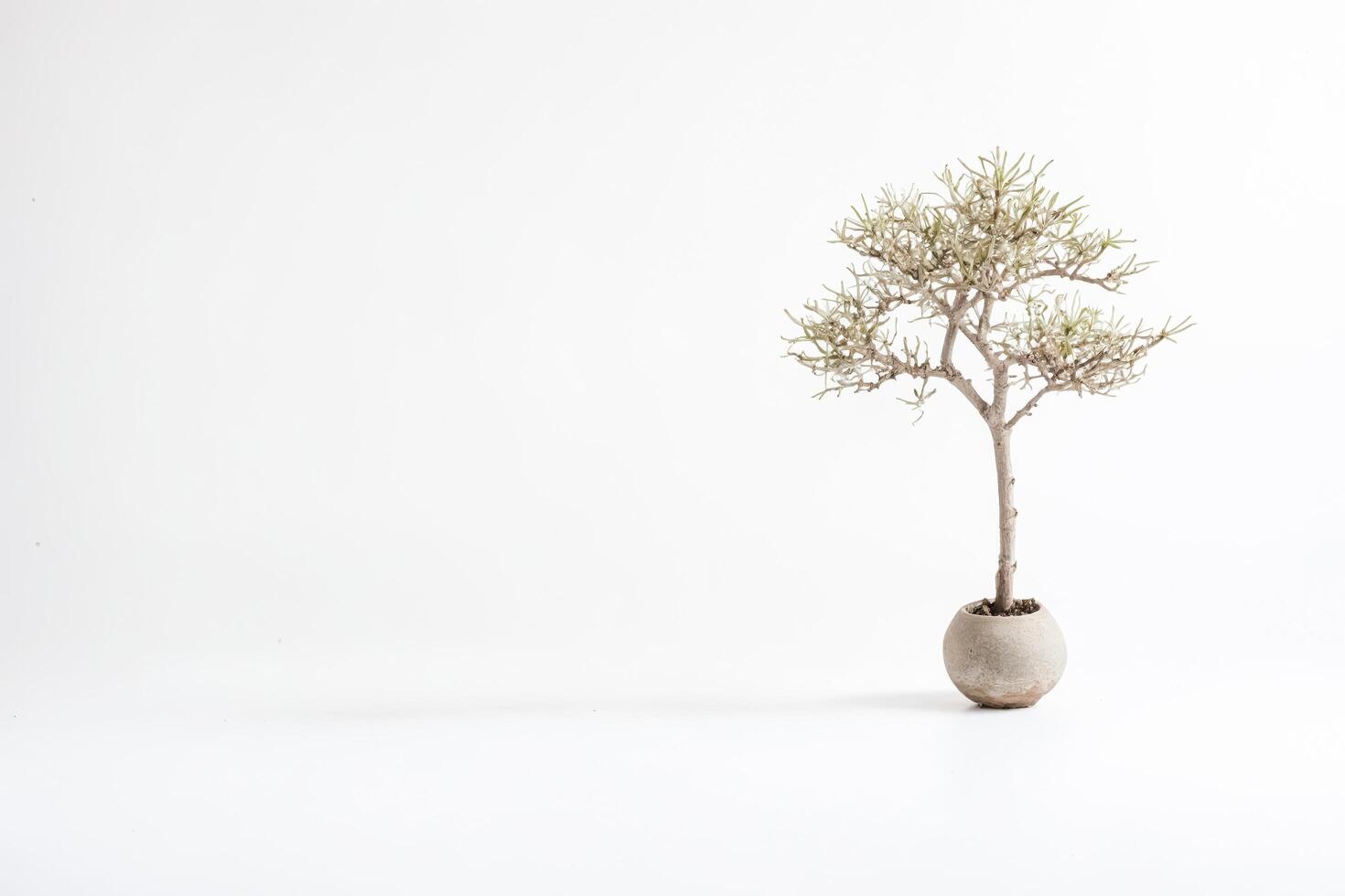 Small Bonsai Tree on White Background photo