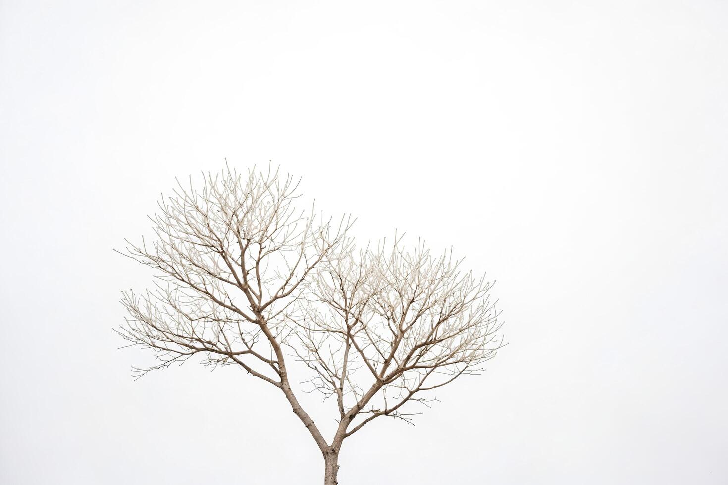 Bare branches of a tree against a white sky photo