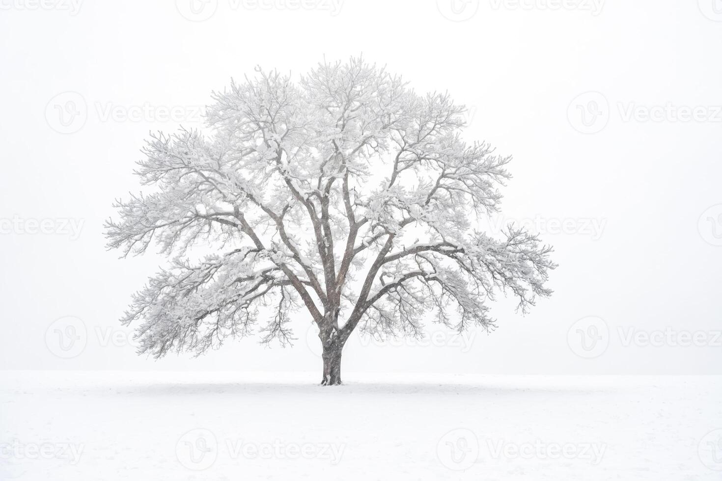 Lone Tree in a Snowy Field photo