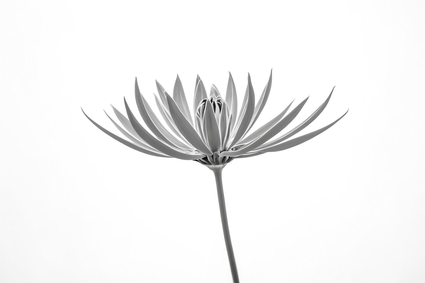 Single Black and White Flower on White Background photo