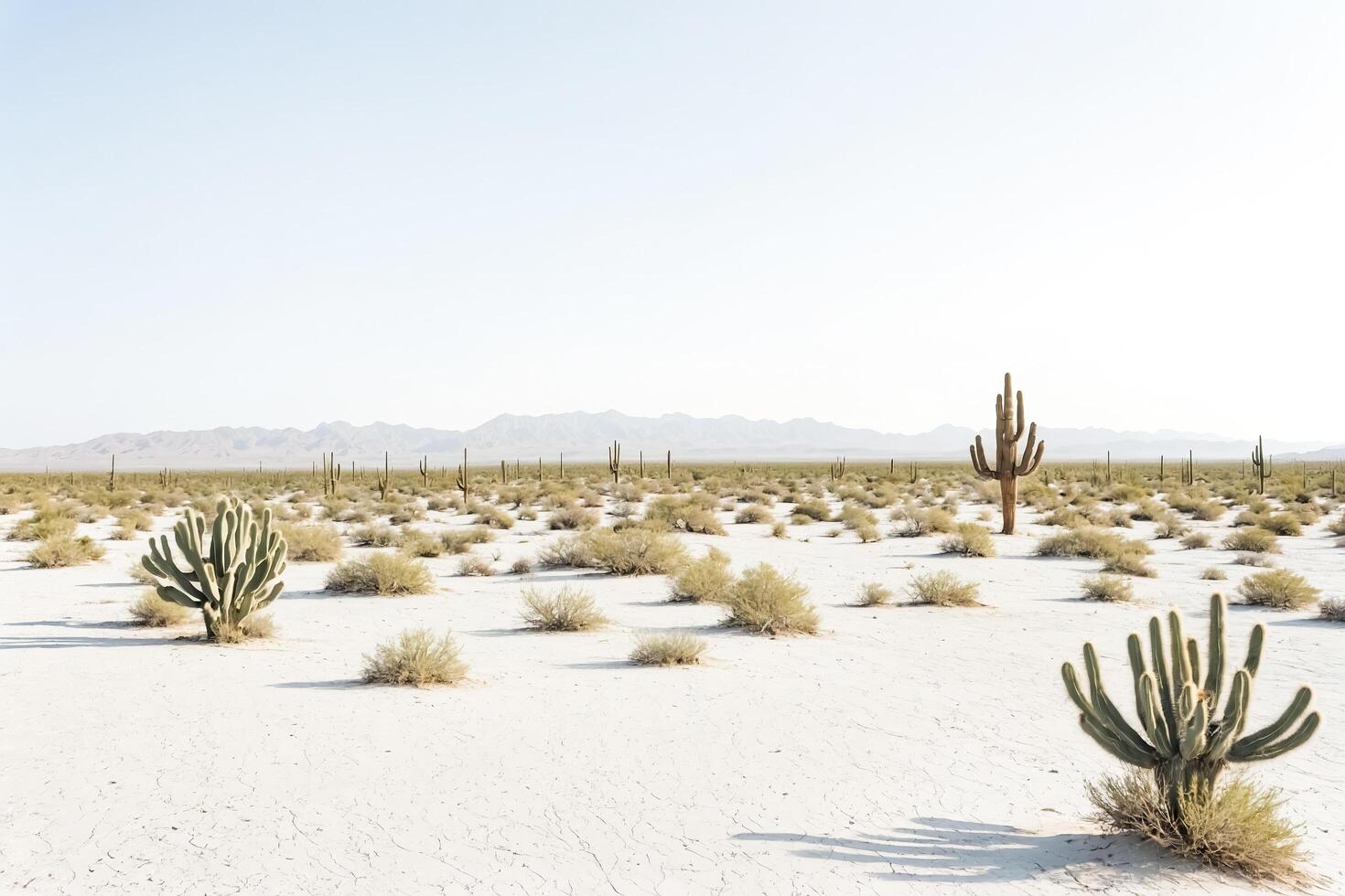 White Sand Desert With Cacti photo
