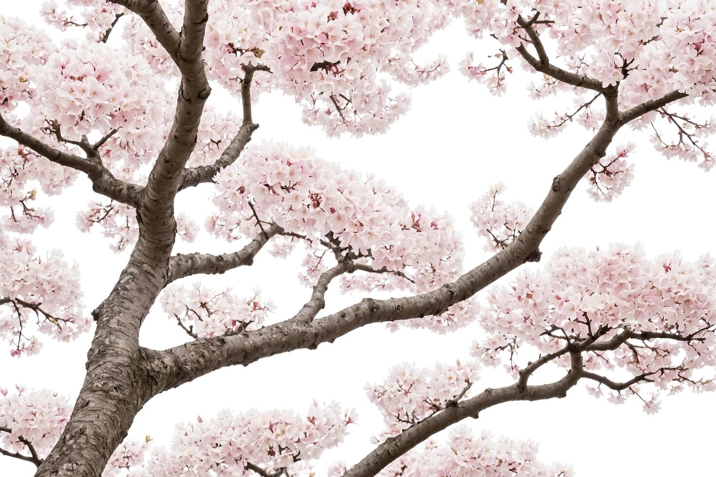 Pink Cherry Blossoms Branch photo
