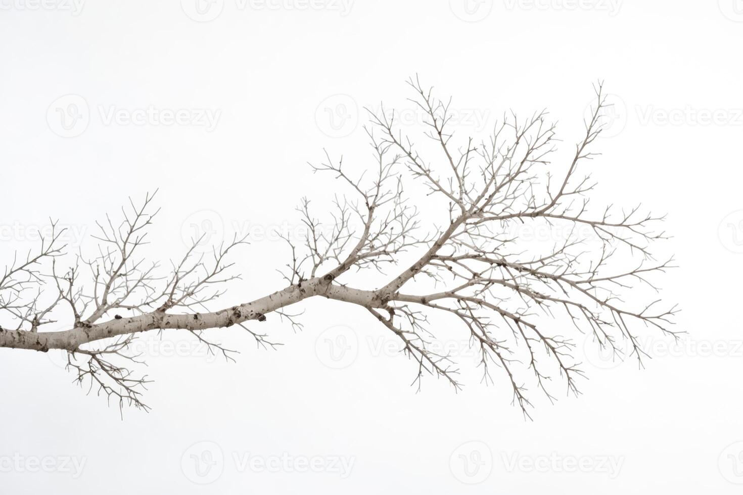 Bare Tree Branch Against a Snowy Forest Background photo