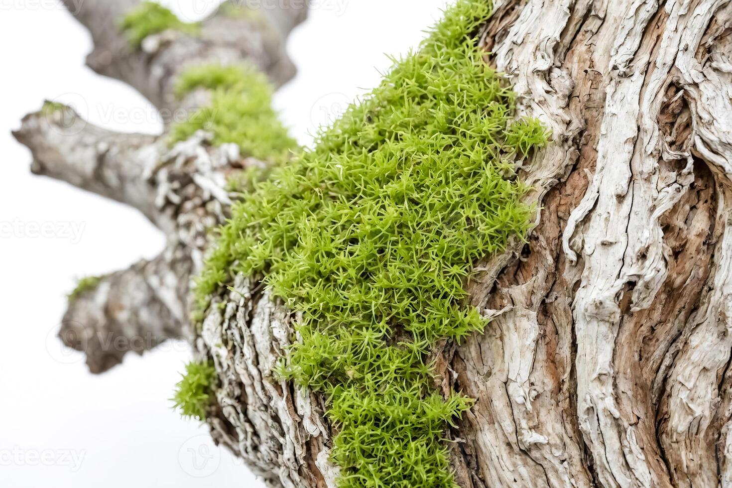 Moss Growing on Tree Bark photo