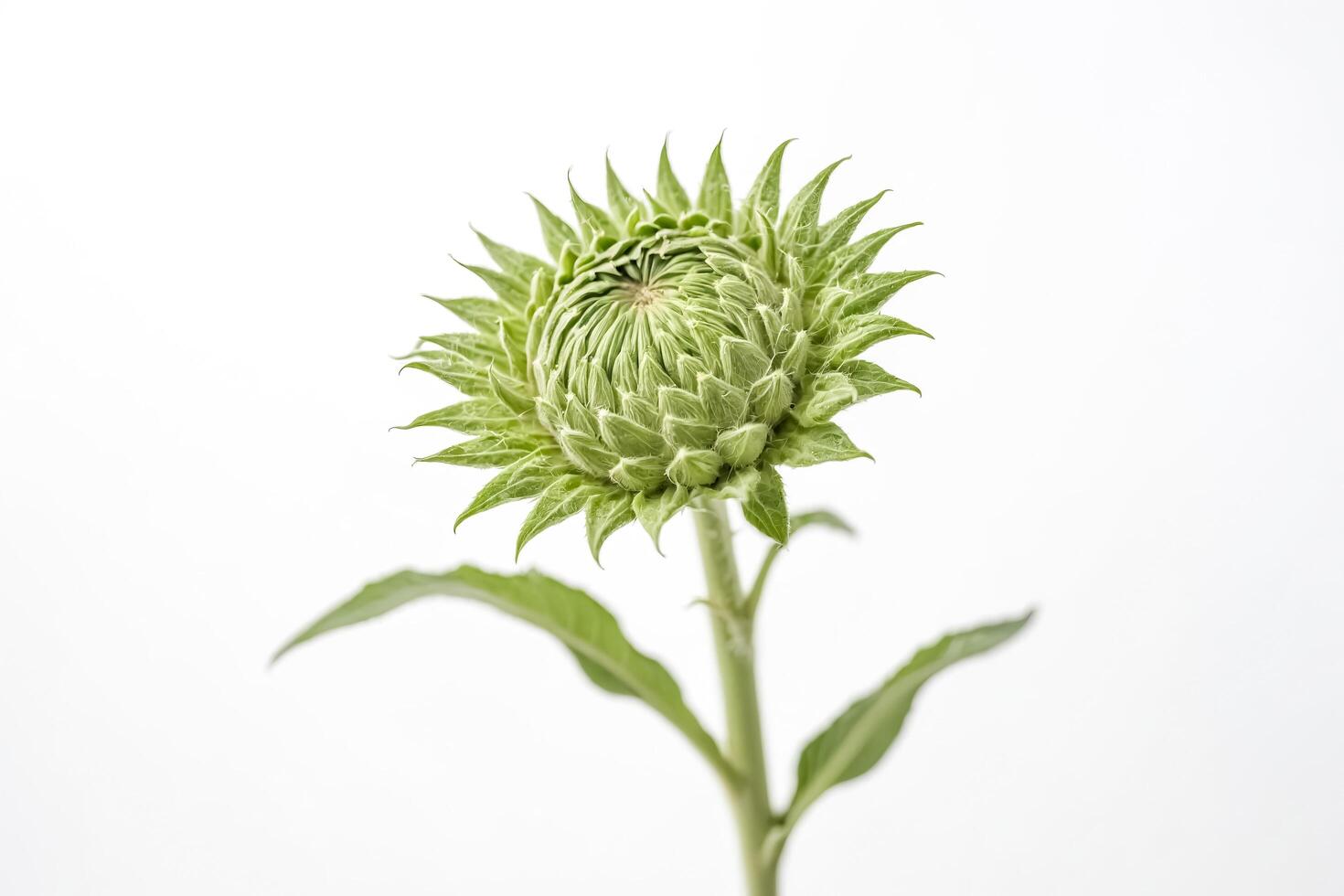Close-up of a Green Sunflower Bud photo