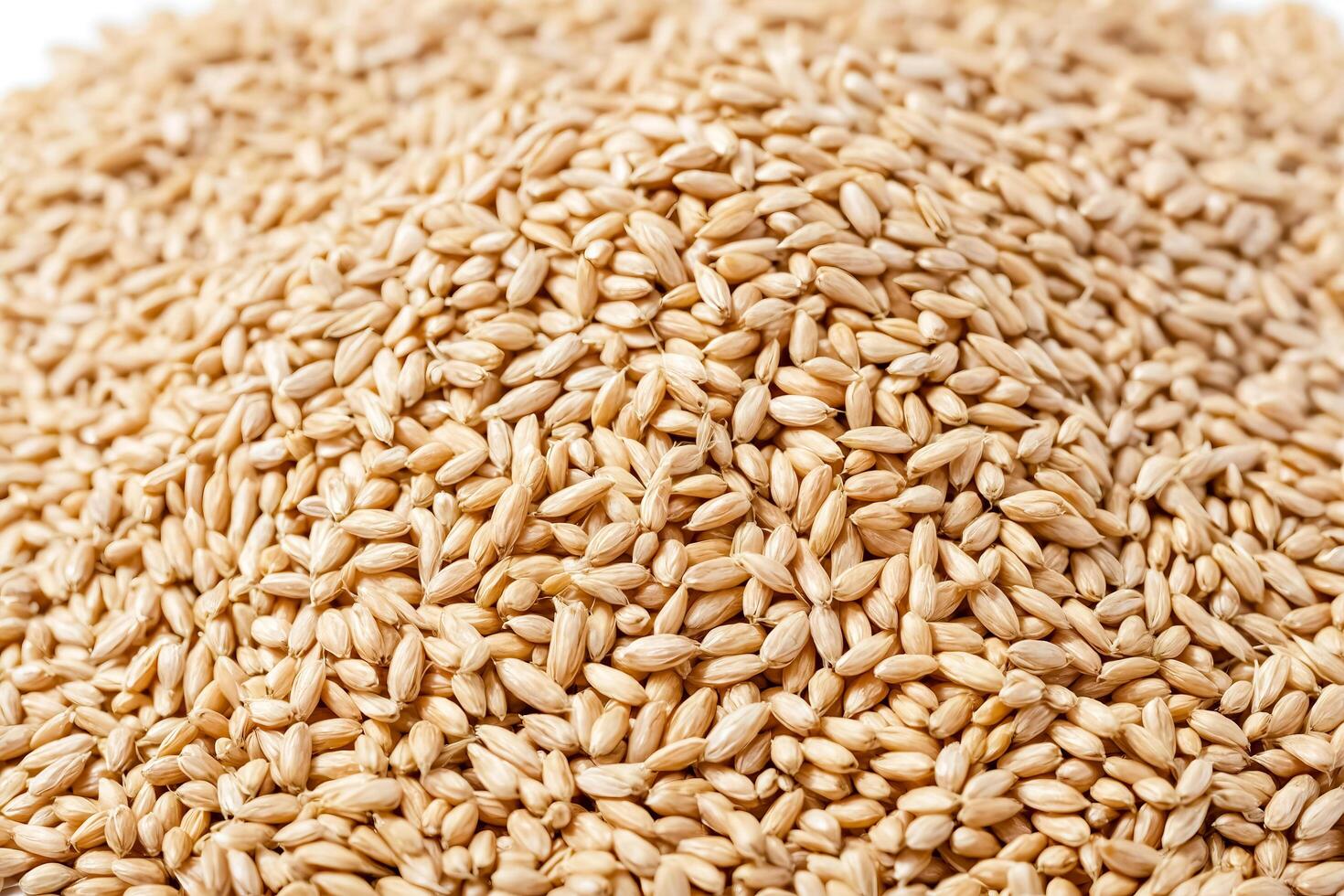 Close Up of Organic Spelt Grain photo