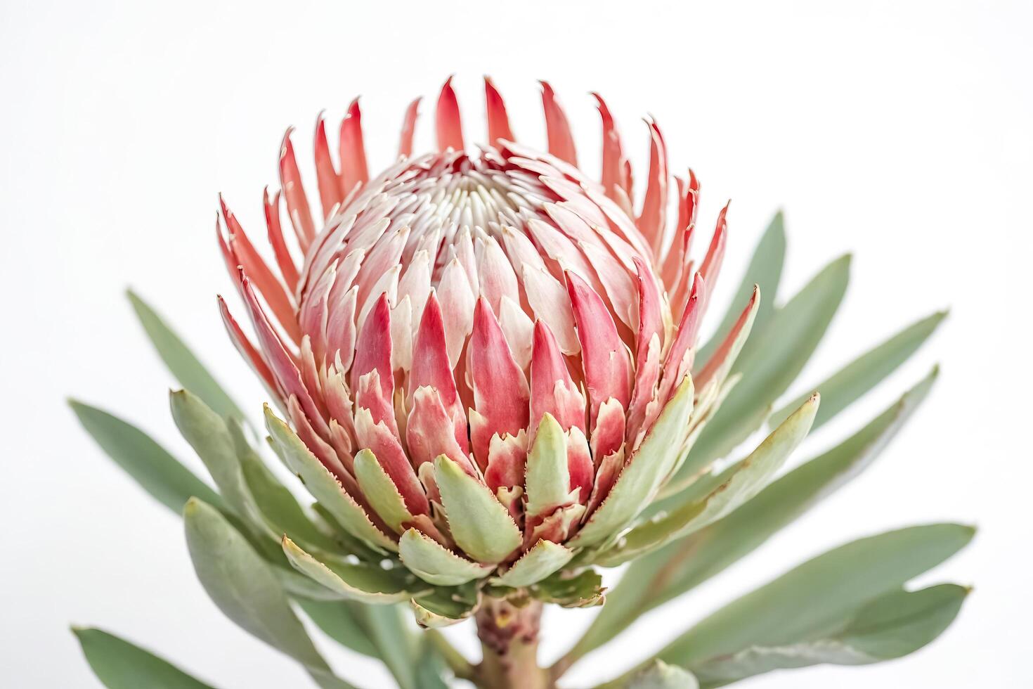 Pink Protea Flower Isolated on White Background photo