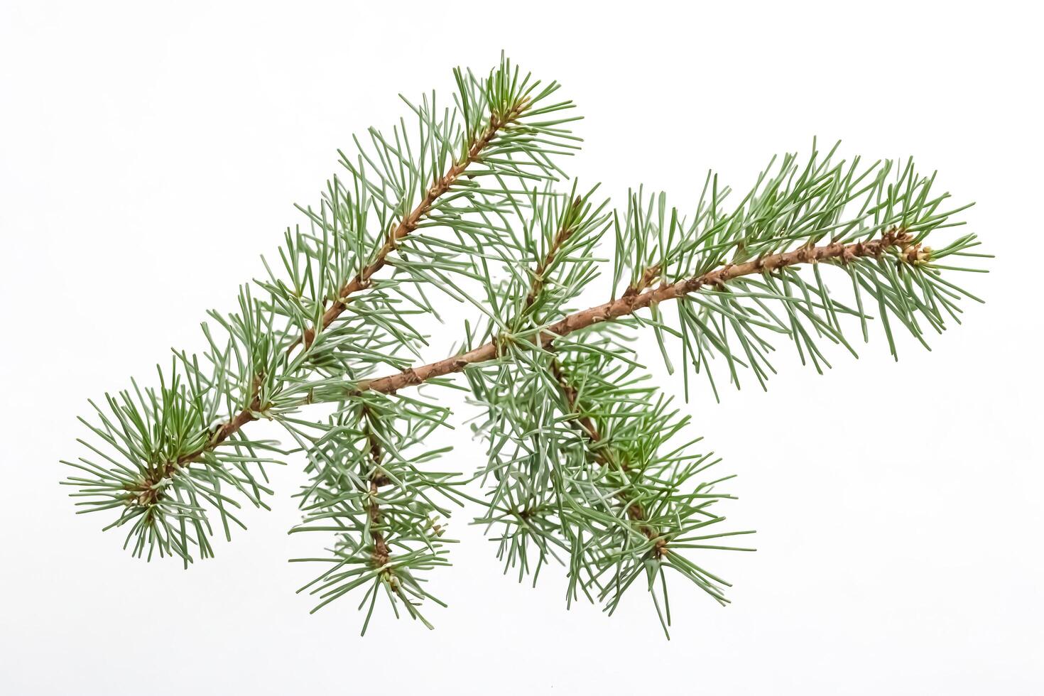 Close-up of a Pine Branch photo