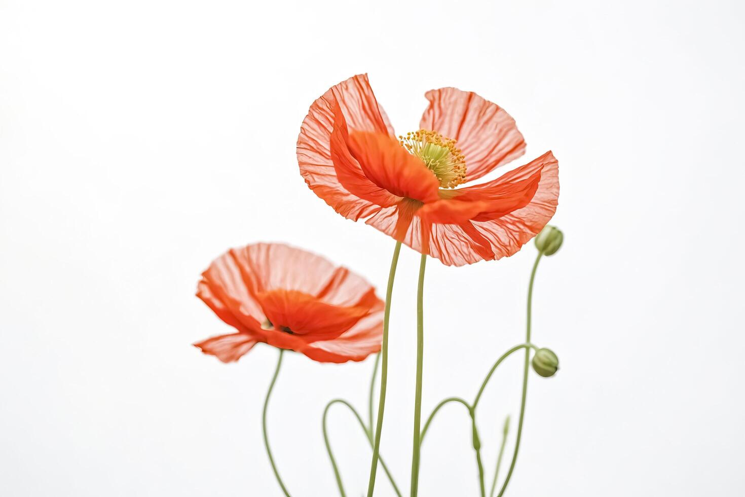 Delicate Poppy Flowers Against a White Background photo