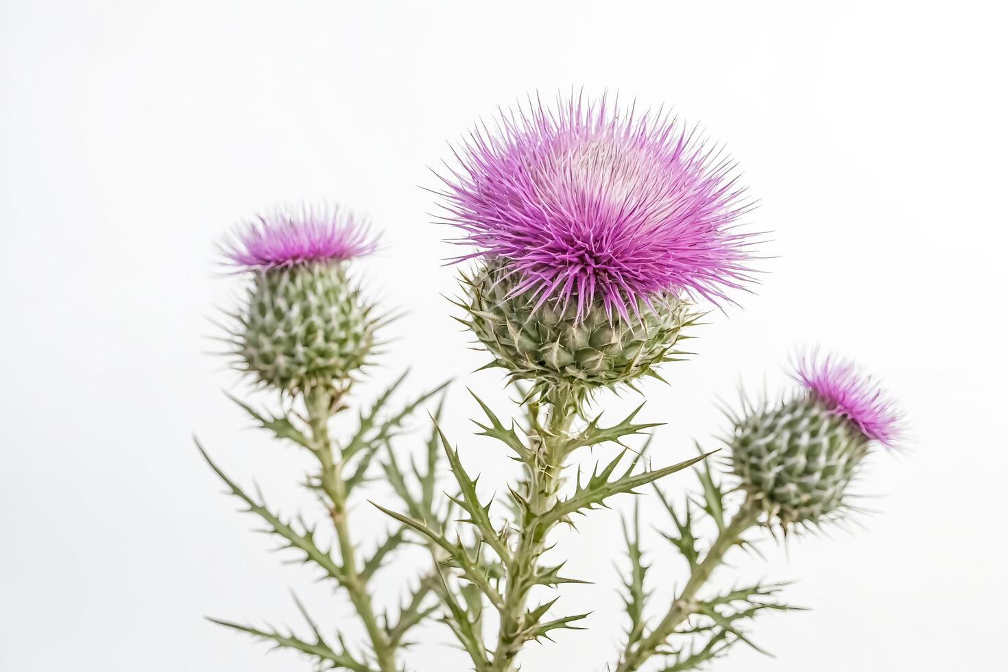 Purple Thistle Flower on White Background photo