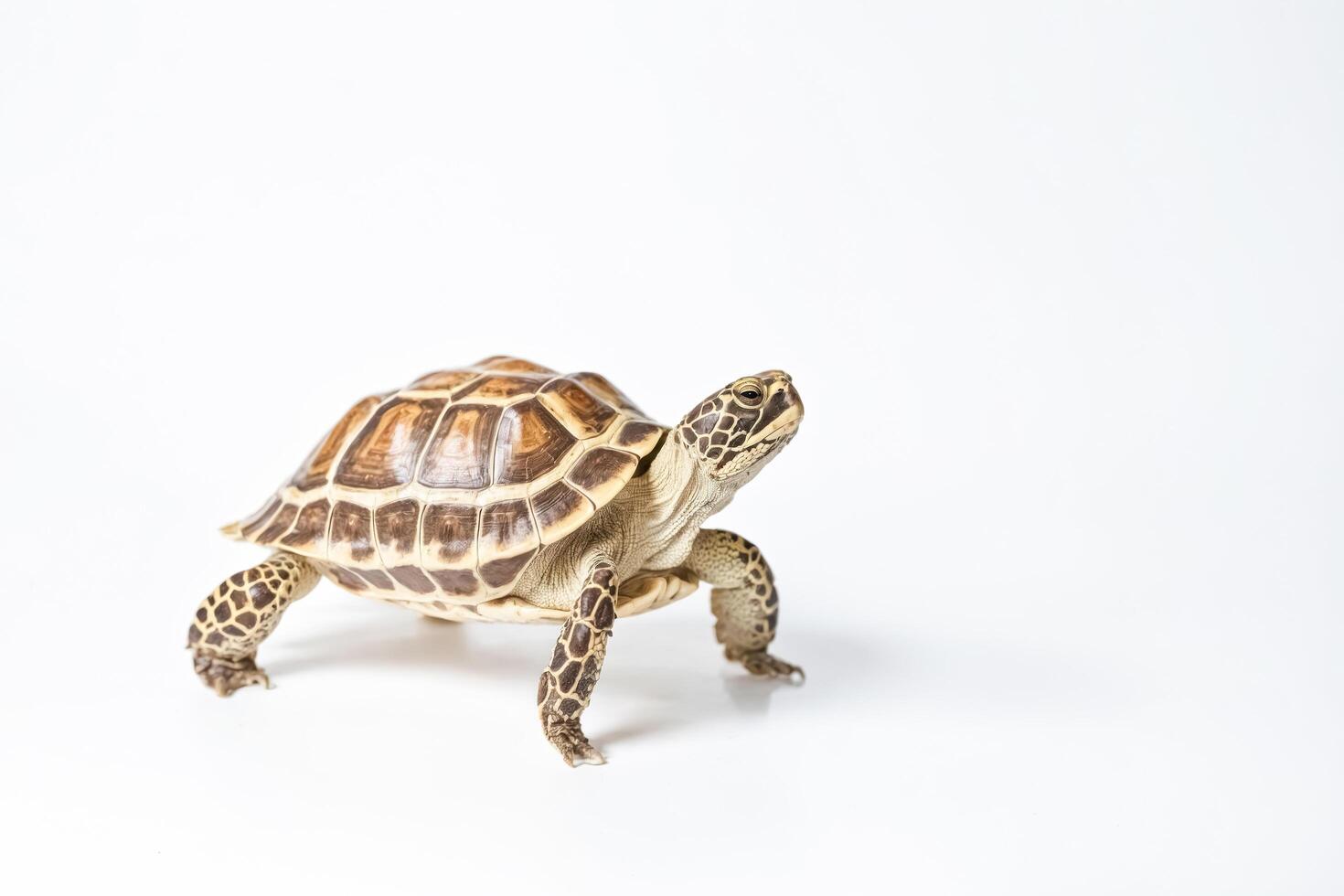 Tortoise on a White Background photo