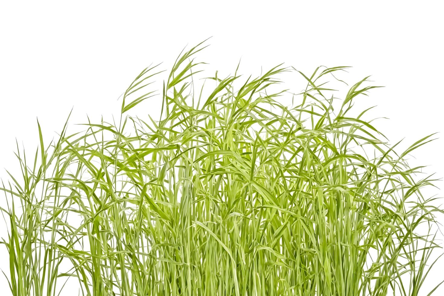 Lush Green Grass Blades Isolated On White Background photo