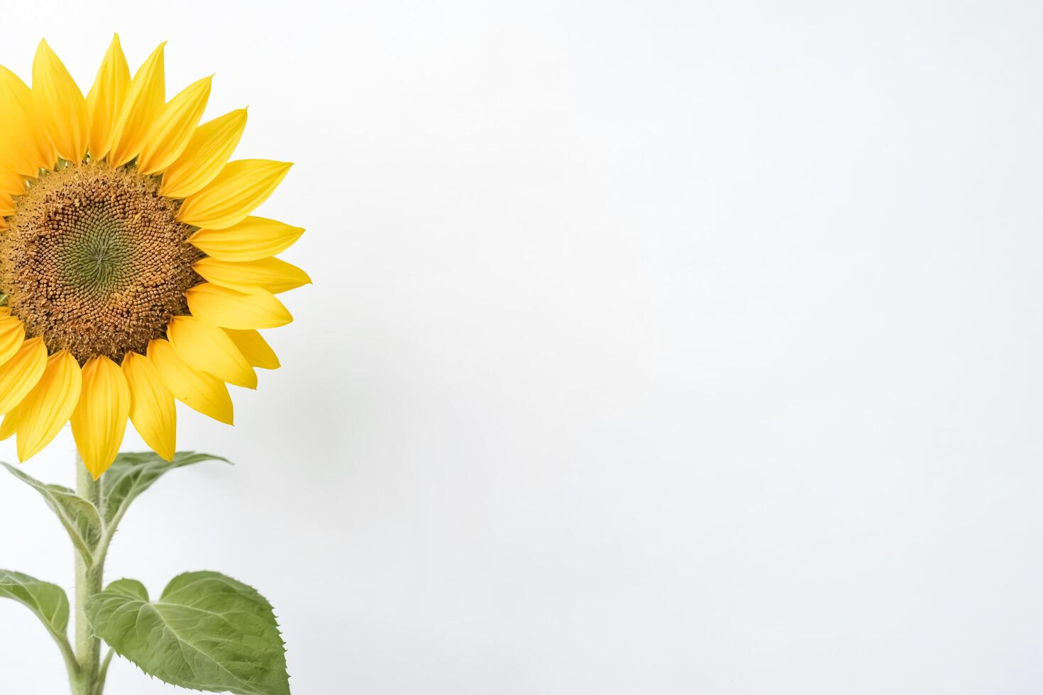 Vibrant Sunflower on a White Background photo