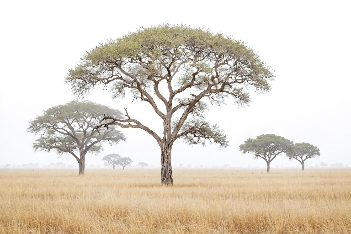 Single Tree in Grassy Savannah photo