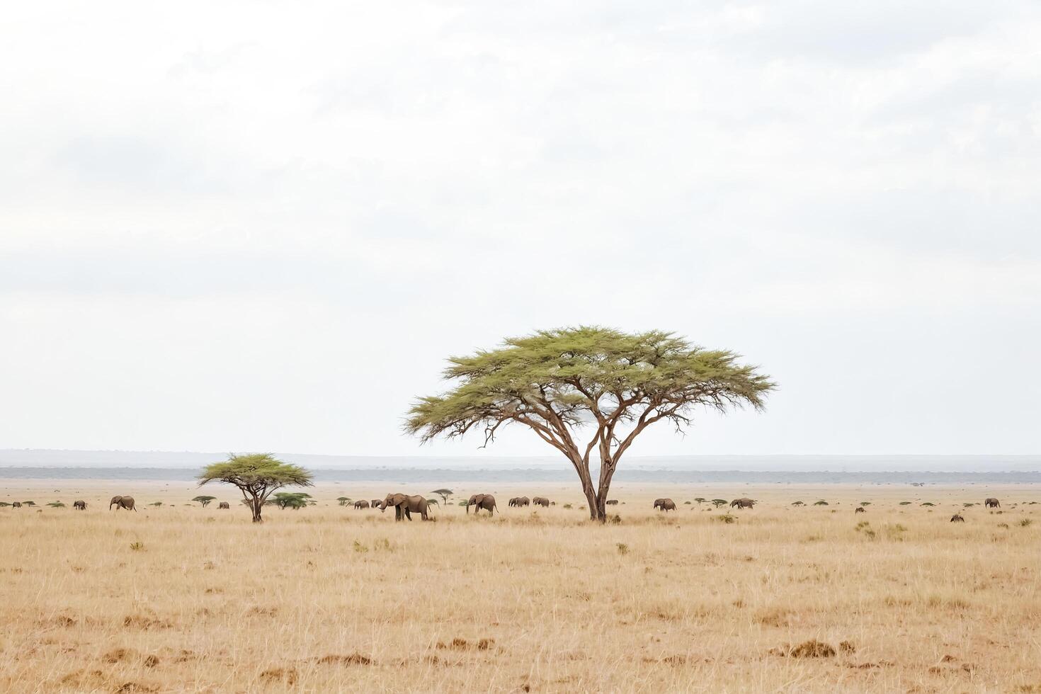 Elephants grazing in the savanna photo