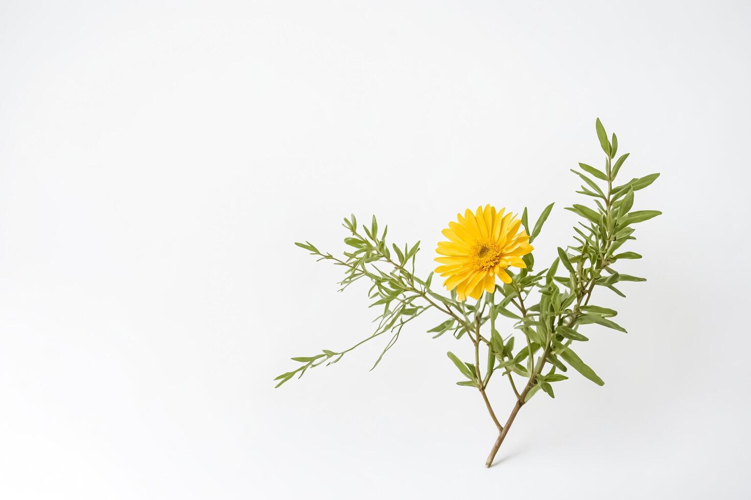 Single Yellow Flower with Green Stem on White Background photo