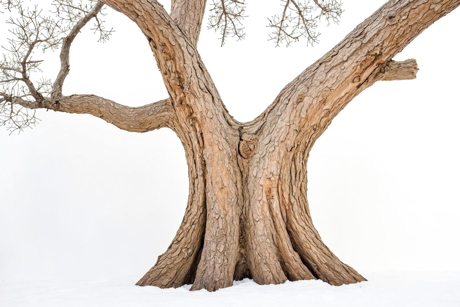 Bare Tree Trunk in Winter photo