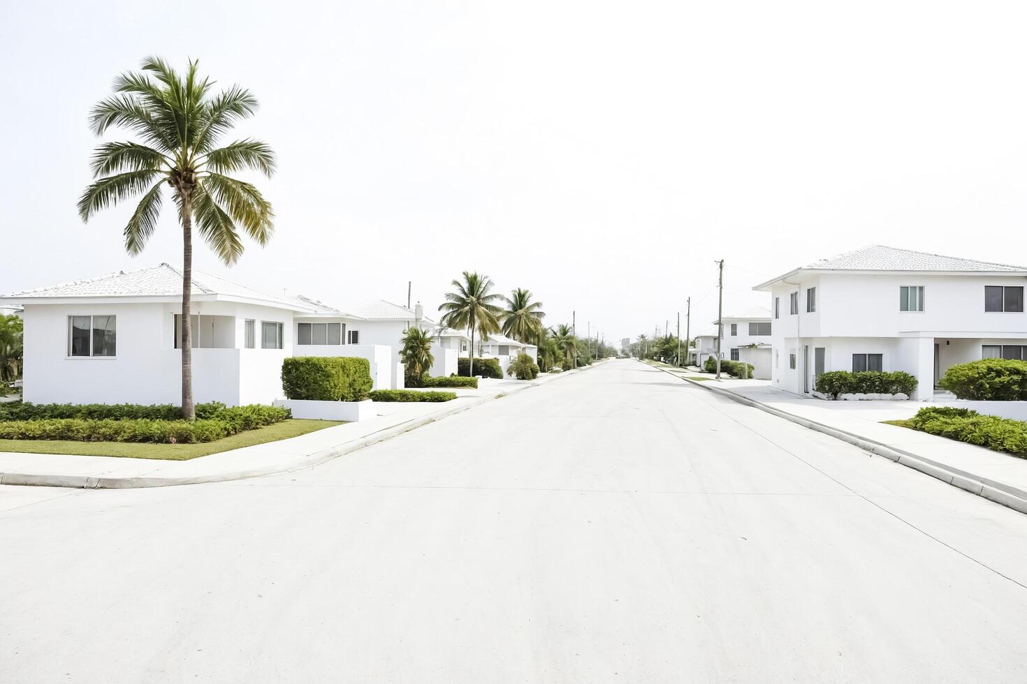 White Houses on a Palm Tree Lined Street photo