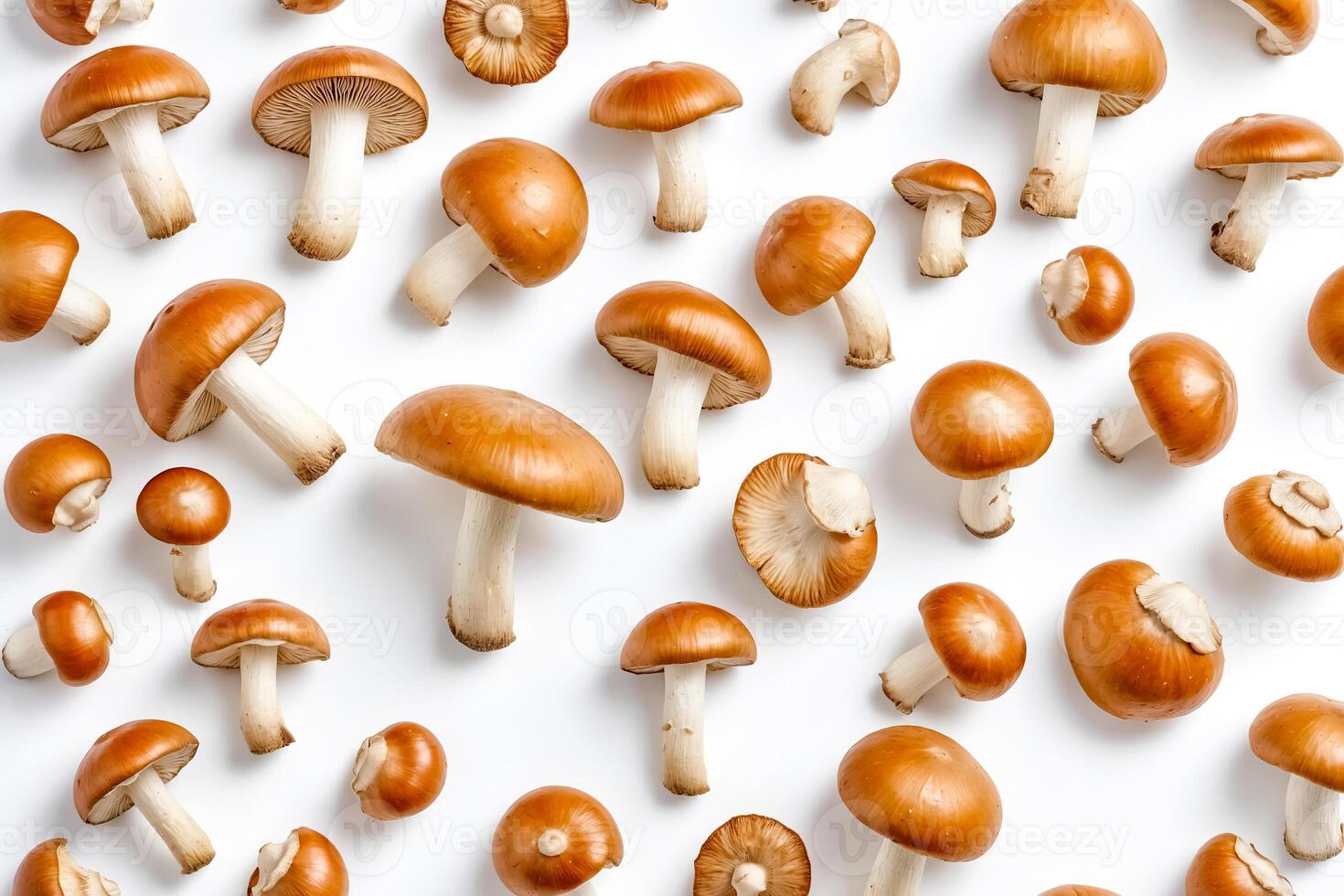 Fresh Mushrooms Pattern on White Background photo