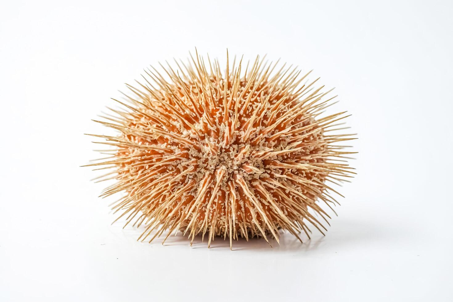 Spiky Sea Urchin on a White Background photo