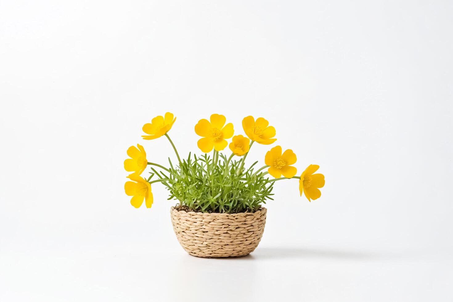 Yellow flowers in a wicker pot on white background photo