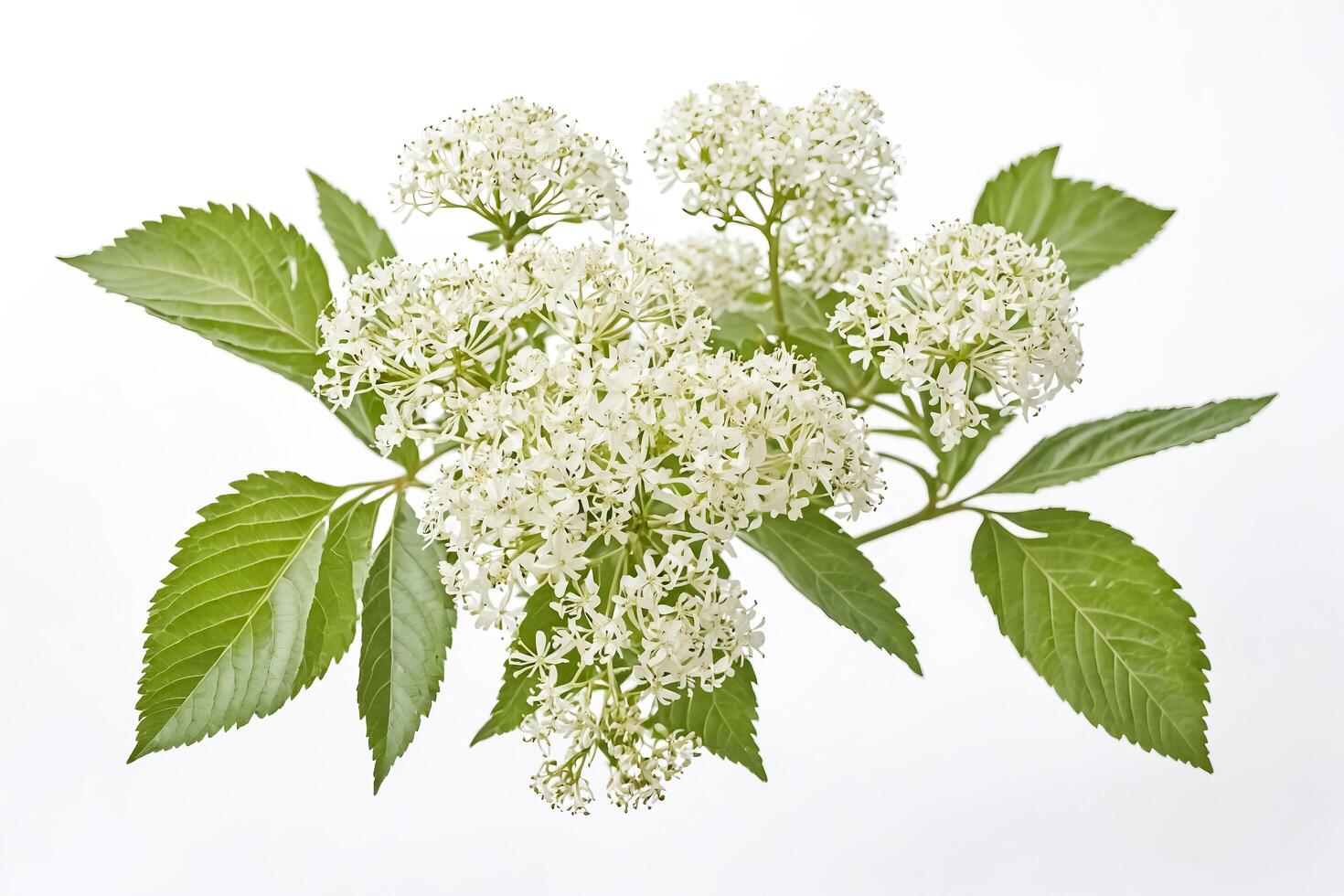 White Flowers and Green Leaves on a White Background photo