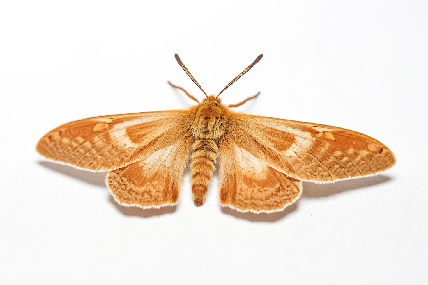 Macro Photo of a Brown Moth with White Stripes on Wings
